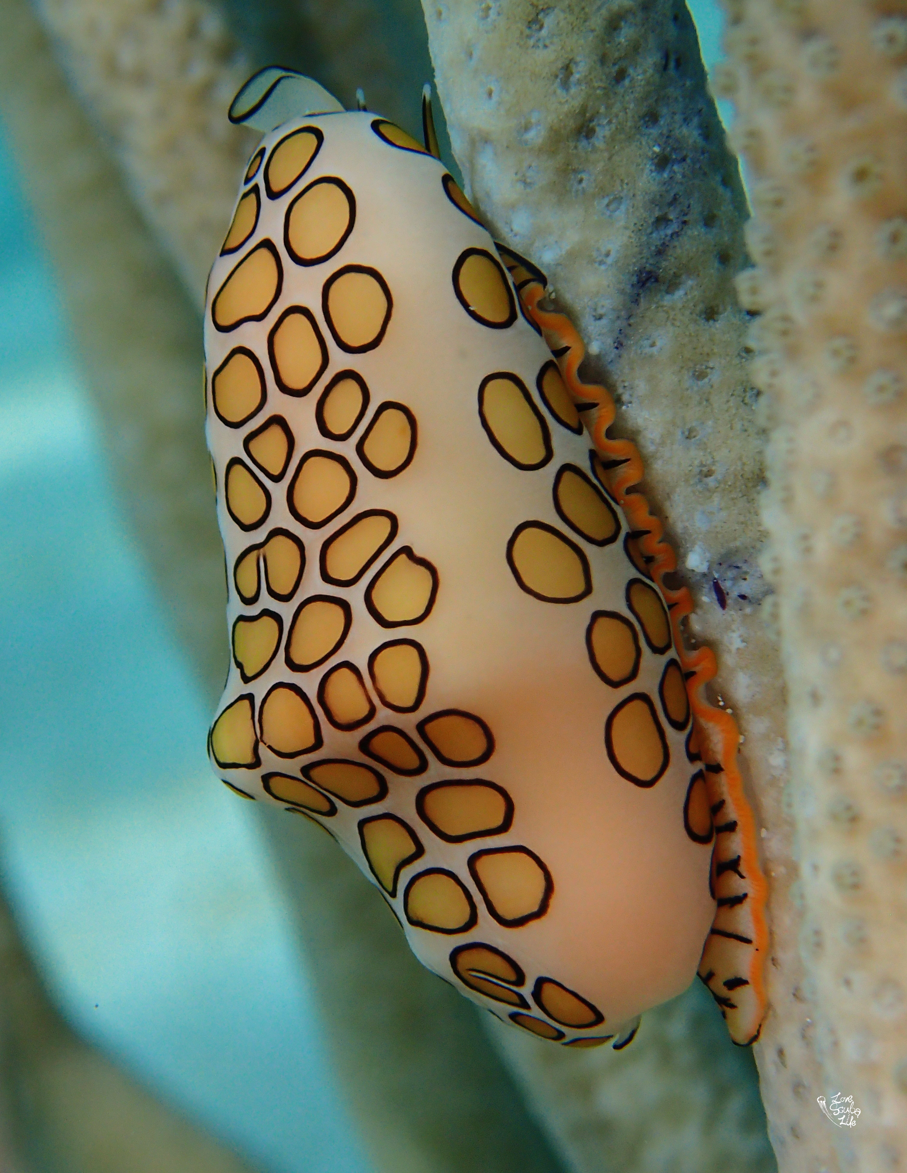 Shore Dive in Cozumel - Mexico