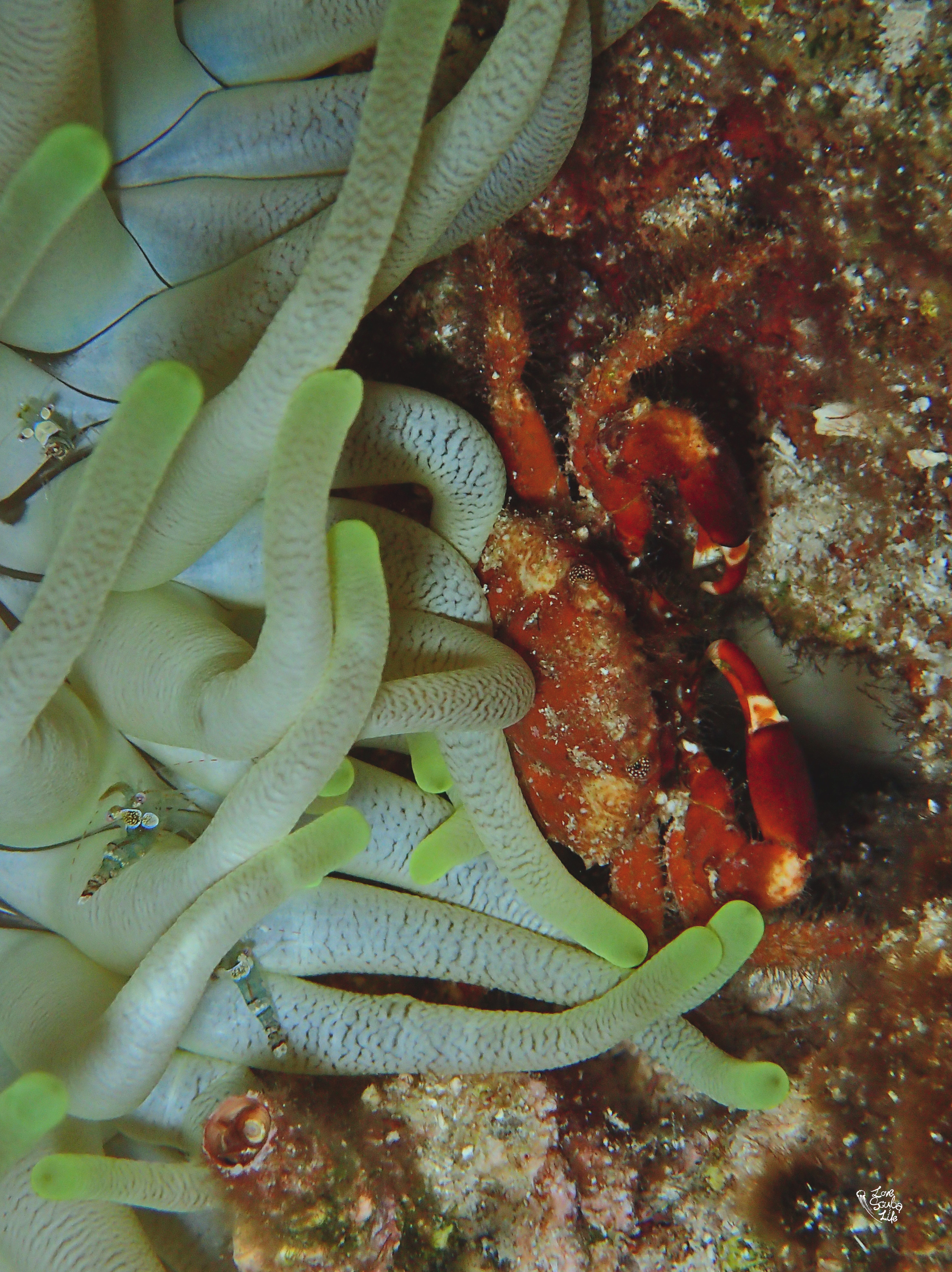 Shore Dive in Cozumel - Mexico